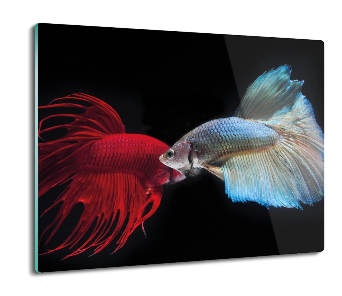 szklana osłona splashback druk Ryby awarium 60x52, ArtprintCave