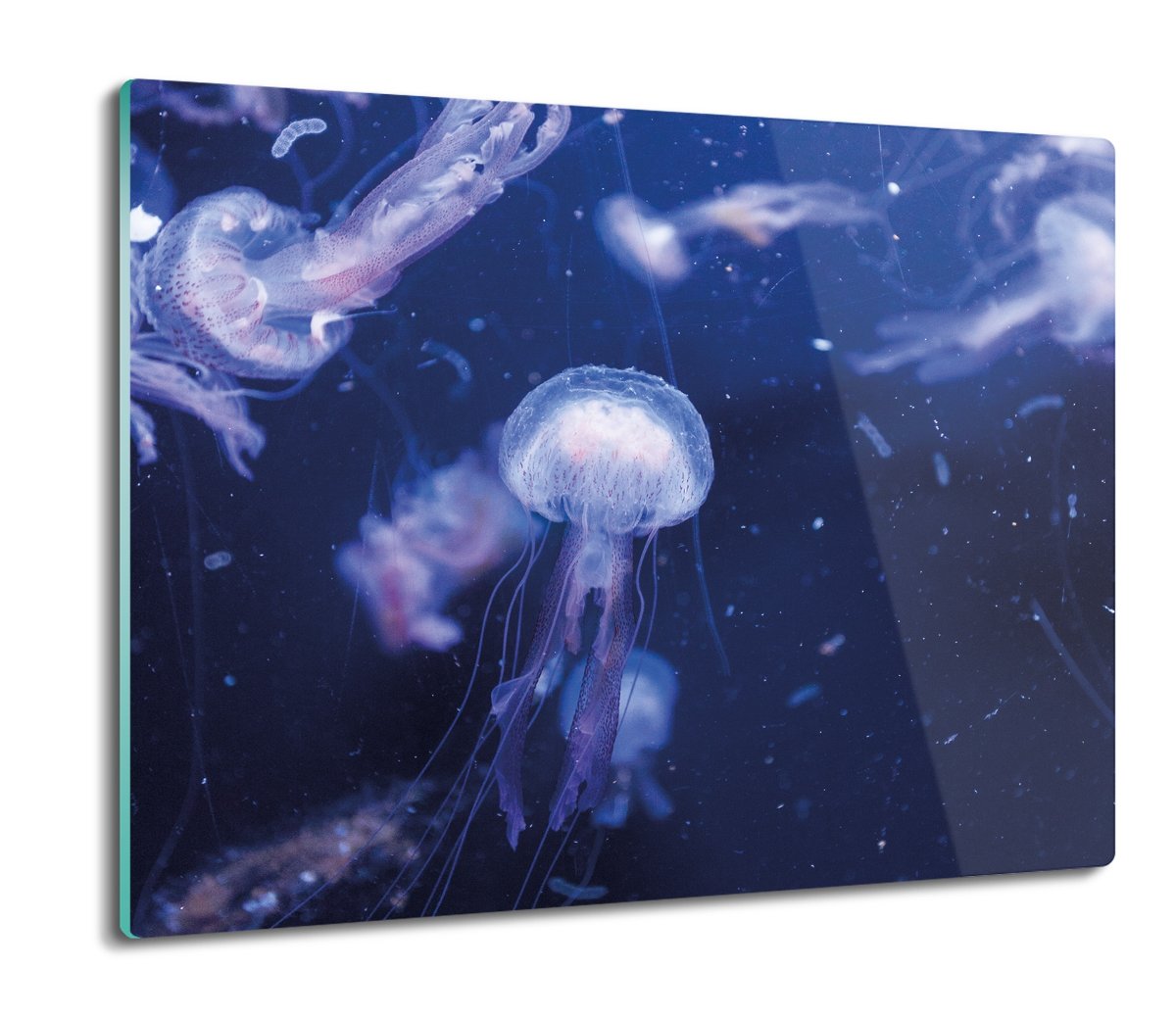szklana osłona kuchenna Meduzy morze ocean 60x52, ArtprintCave