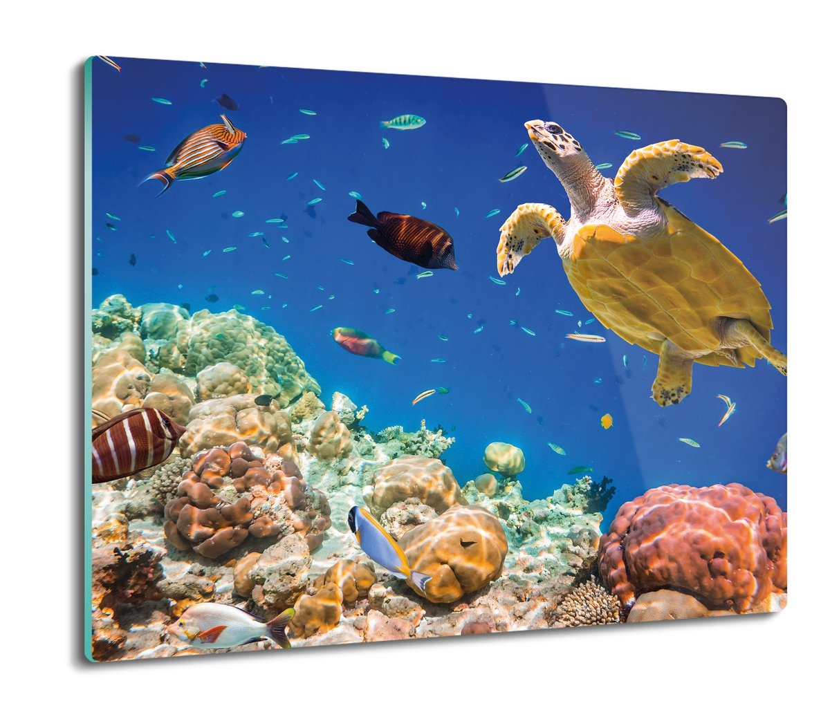 druk splashback z foto Fauna rafy koralowej 60x52, ArtprintCave