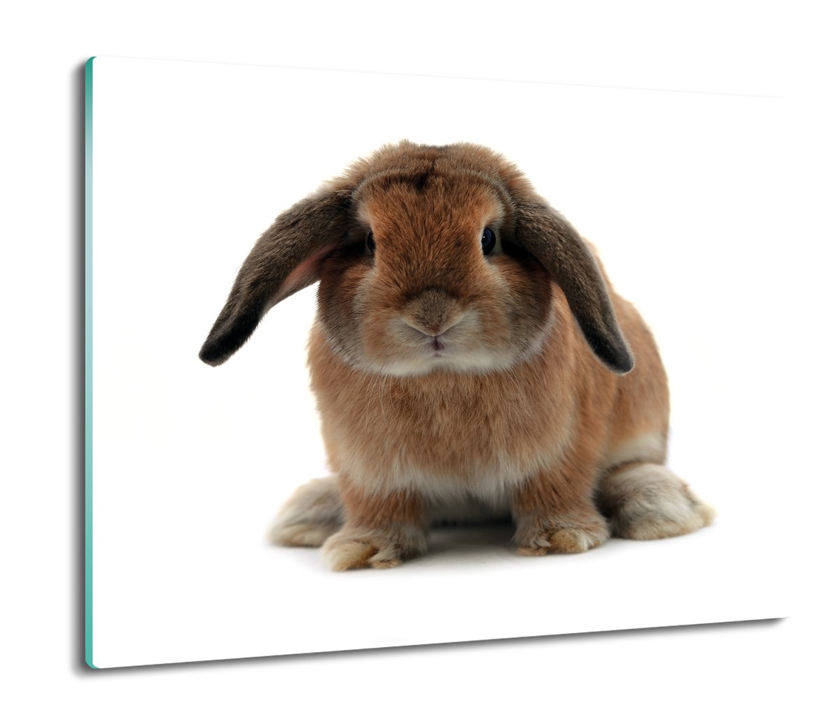 szklana osłona kuchenna Królik uszy w dół 60x52, ArtprintCave