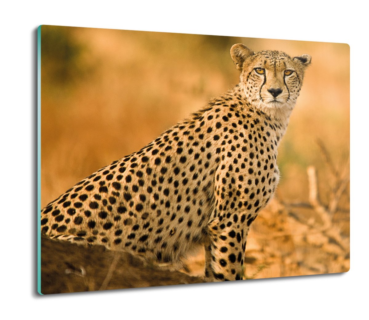 osłona na indukcję z foto Gepard dziki kot 60x52, ArtprintCave