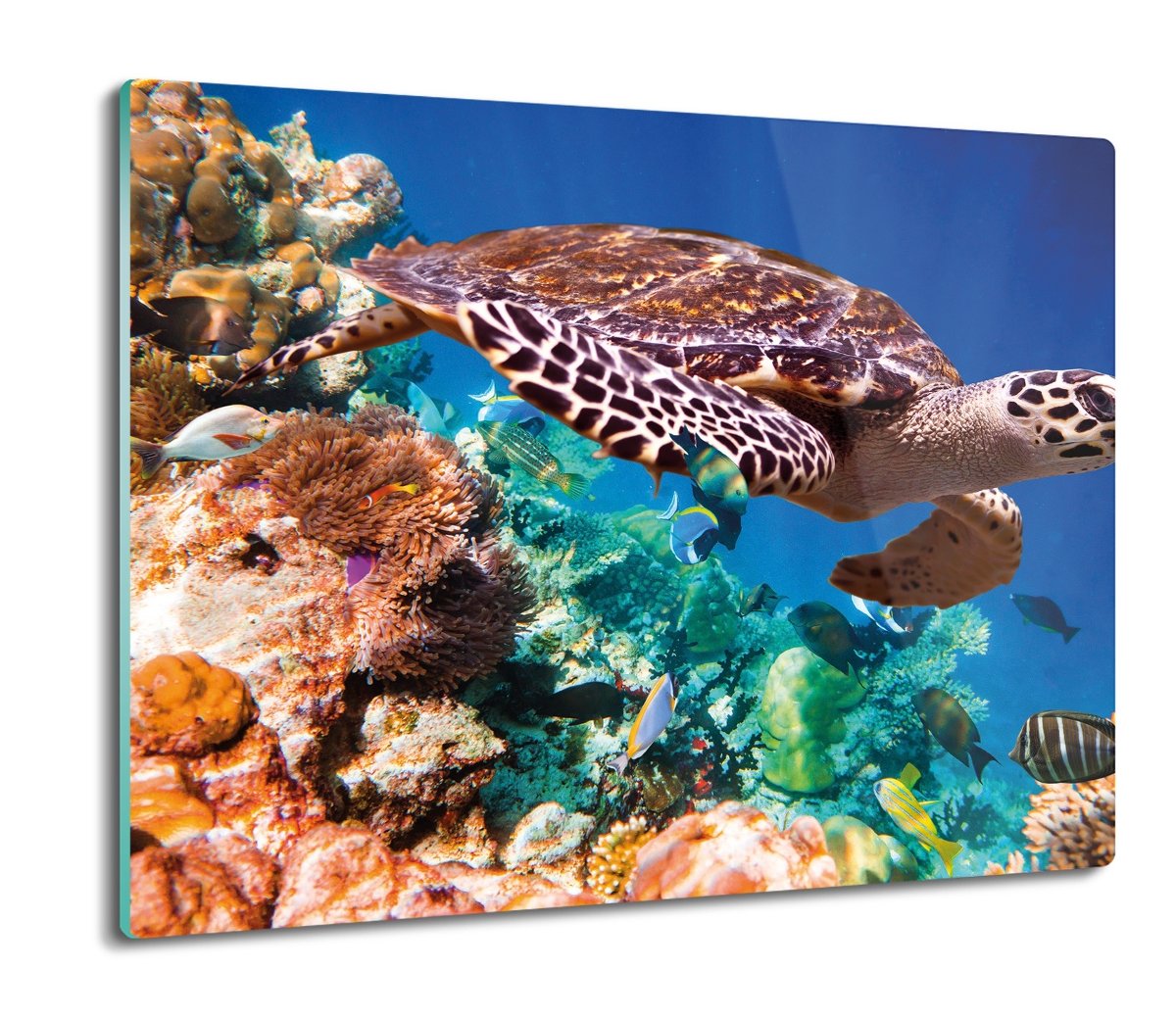 osłona na płytę indukcyjną Żółw ryby rafa 60x52, ArtprintCave