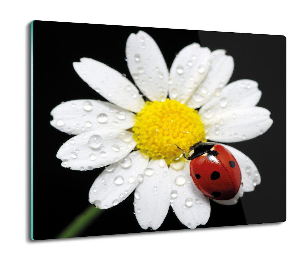 z nadrukiem osłonka Biedronka owad kwiat 60x52, ArtprintCave