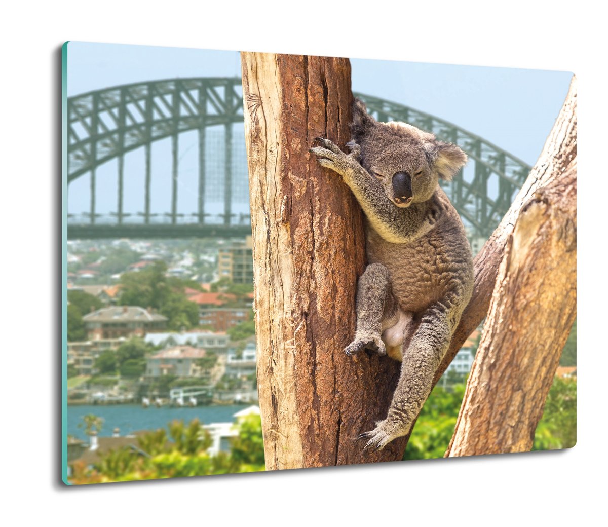 osłonka kuchenna z foto Koala na gałęzi 60x52, ArtprintCave