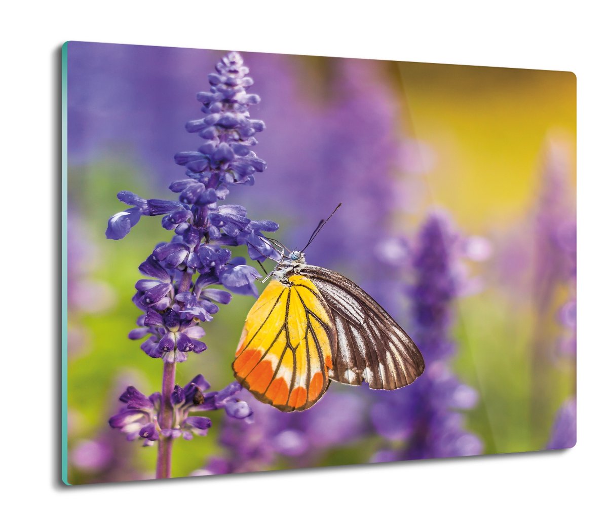 szklana splashback druk Motyl kwiat lawenda 60x52, ArtprintCave