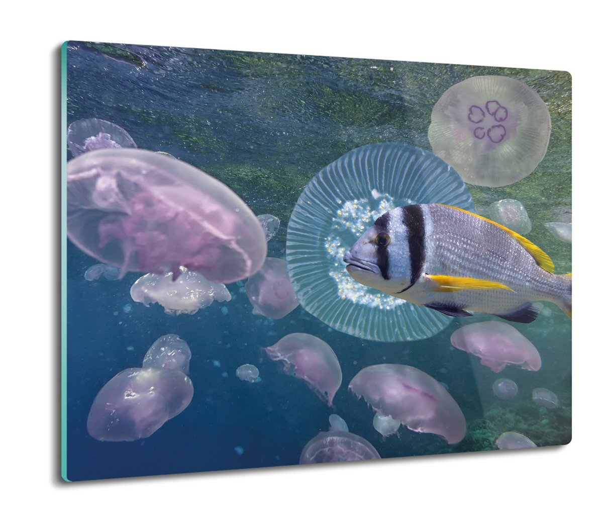 druk osłona splashback ze szkła Meduzy ryba 60x52, ArtprintCave
