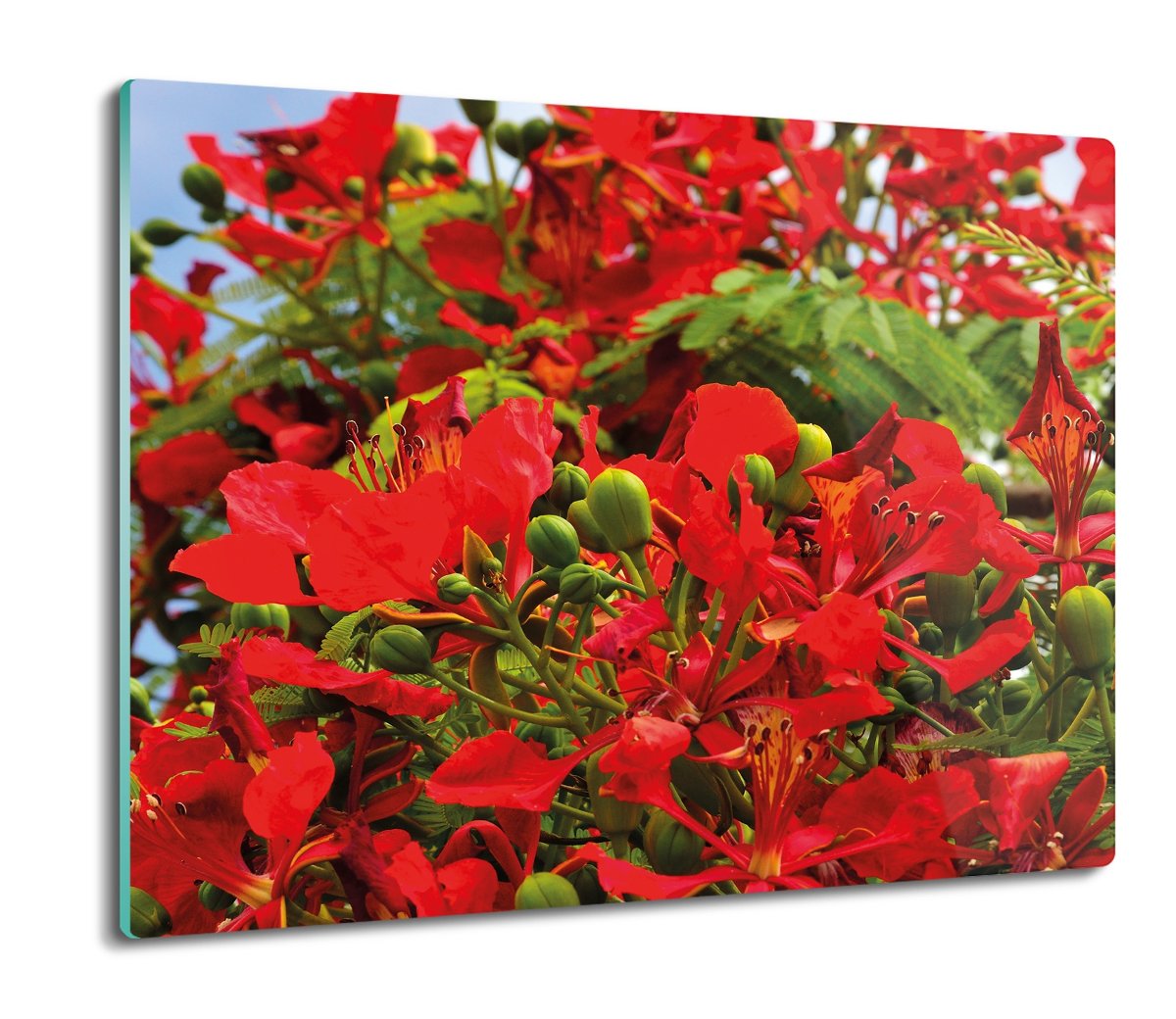 szklana osłona do kuchenki Kwiaty flamboyan 60x52, ArtprintCave