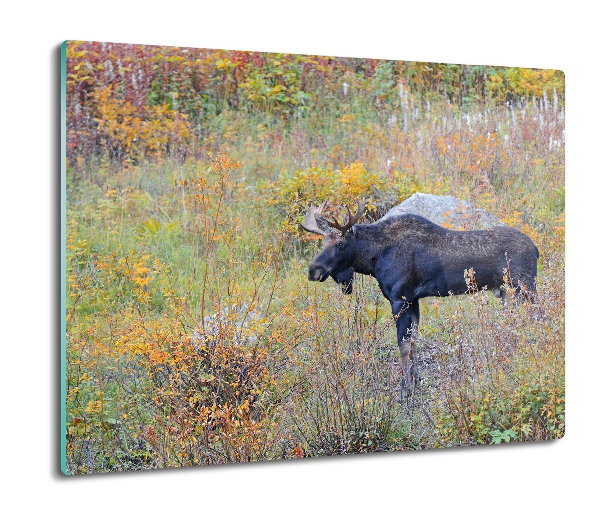 szklana osłonka z nadrukiem Łoś głaz krzaki 60x52, ArtprintCave