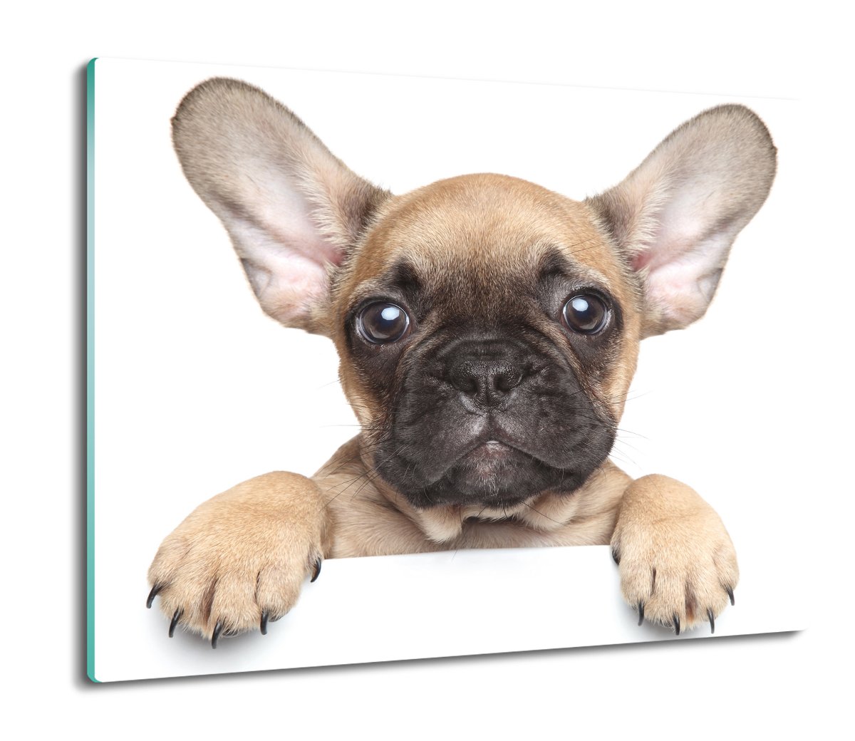 osłona na indukcję druk Mops szczeniak pies 60x52, ArtprintCave