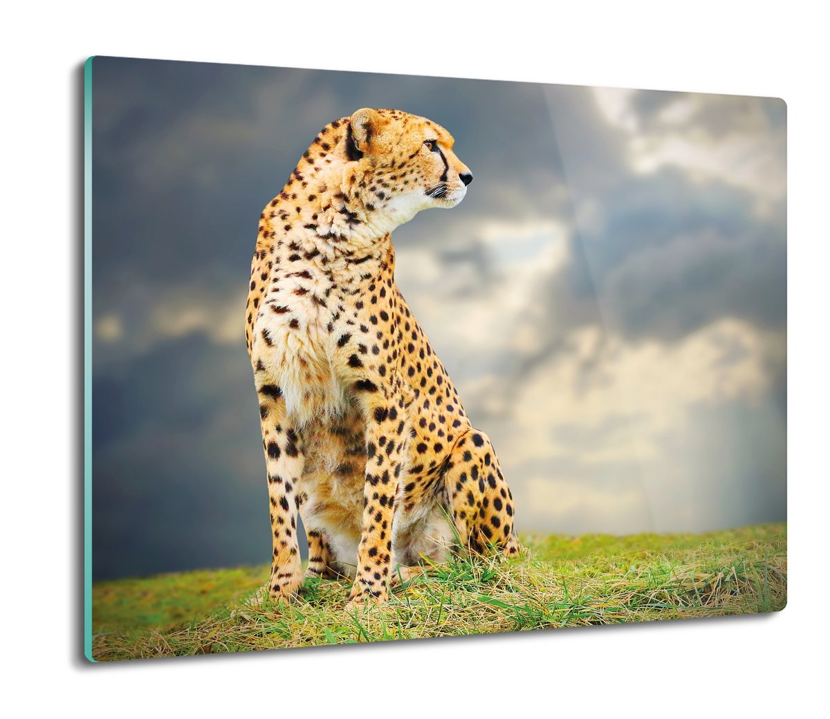 z foto osłona splashback Gepard natura niebo 60x52, ArtprintCave