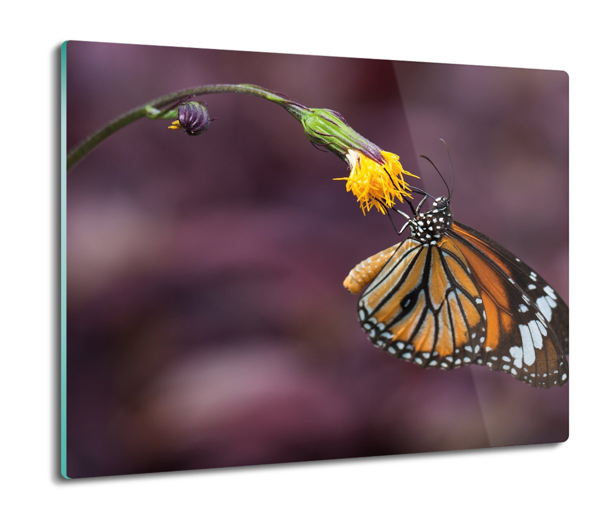 szklana osłona do kuchenki Motyl na kwiatku 60x52, ArtprintCave