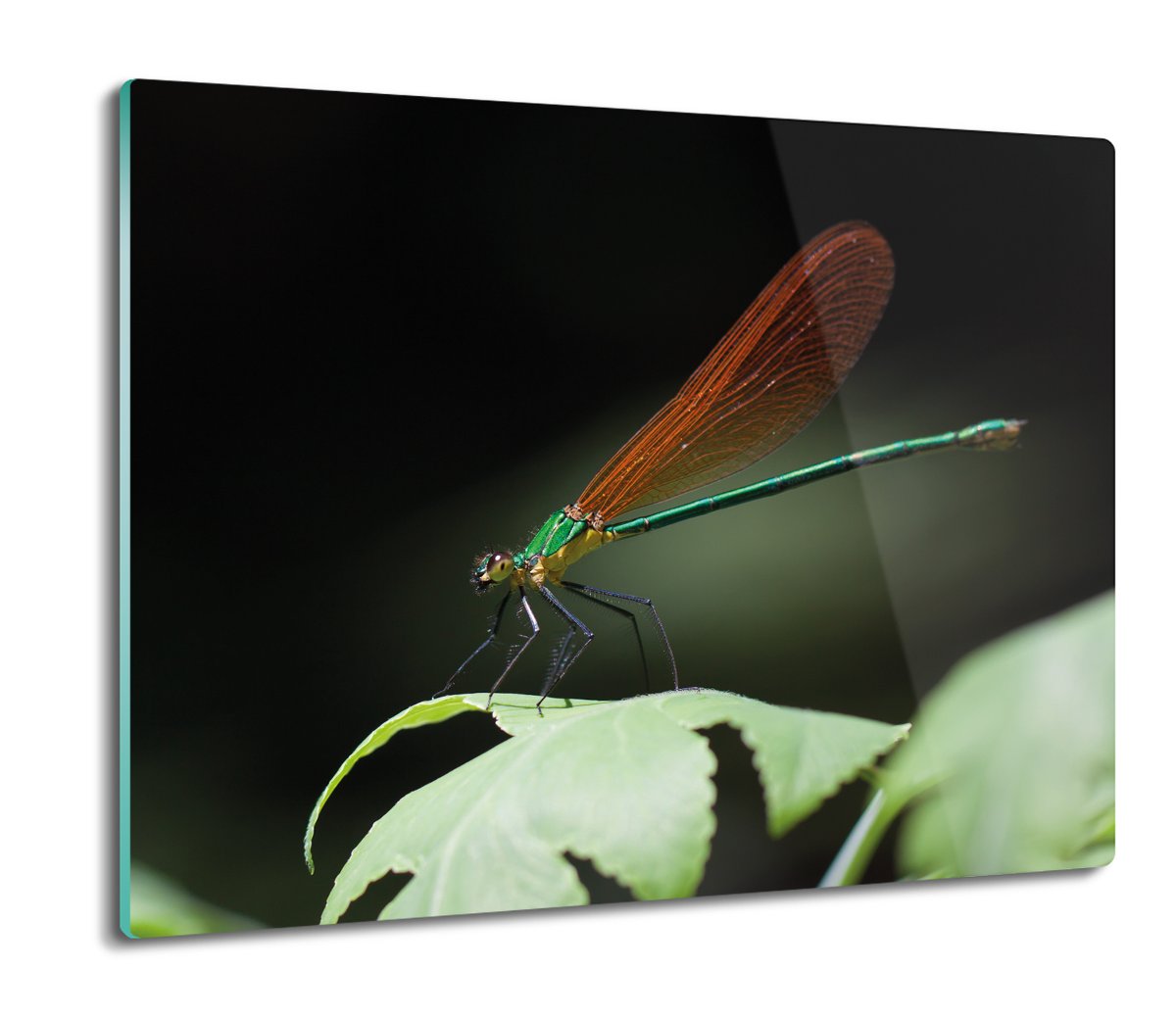 osłona splashback z grafiką Ważka owad liść 60x52, ArtprintCave