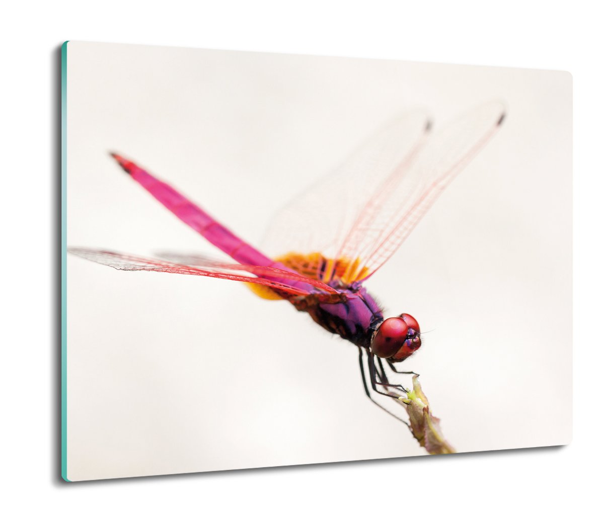 deska splashback druk Ważka na gałęzi owad 60x52, ArtprintCave