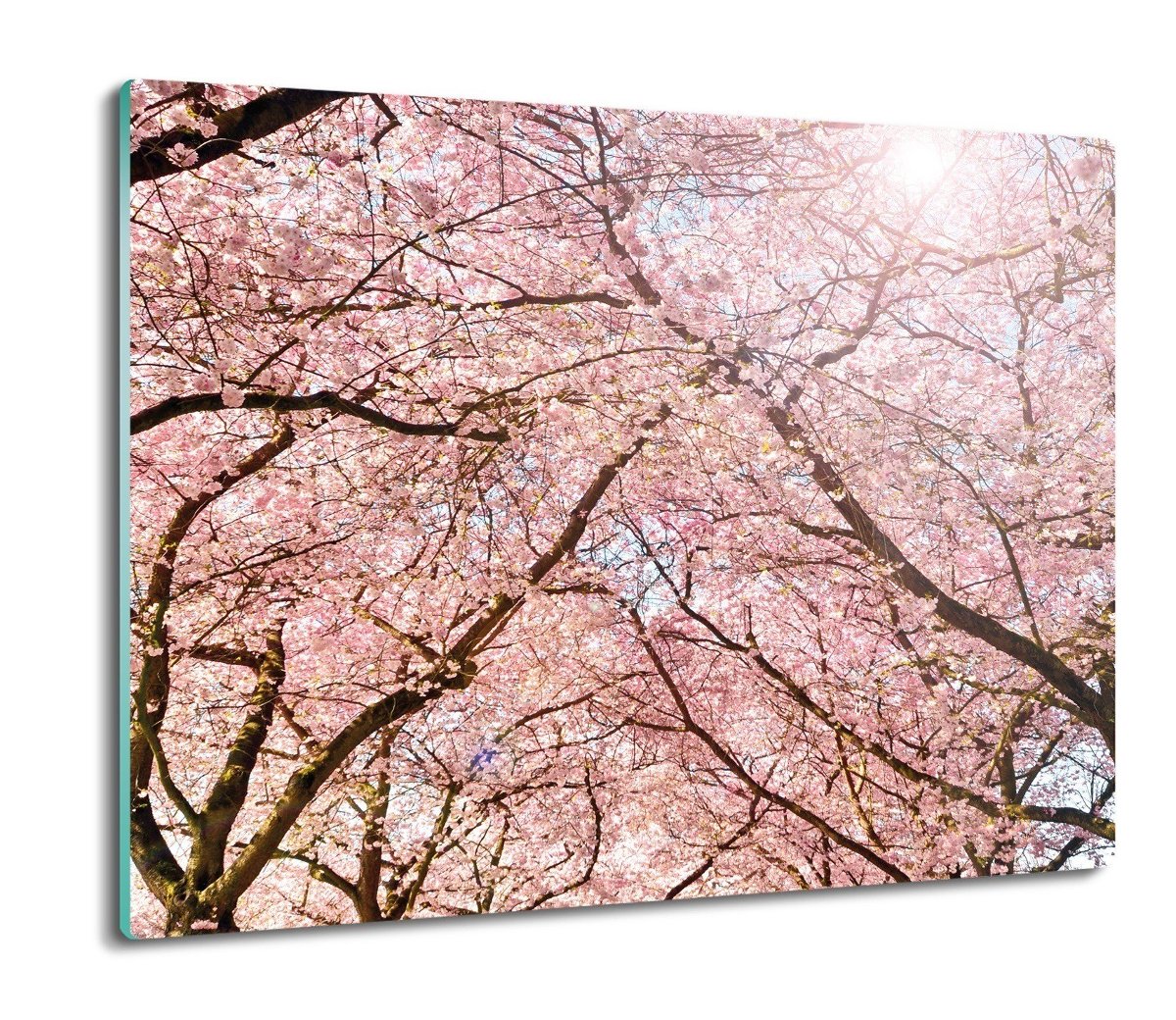 ochrona na indukcję Drzewa wiśnia kwiaty 60x52, ArtprintCave