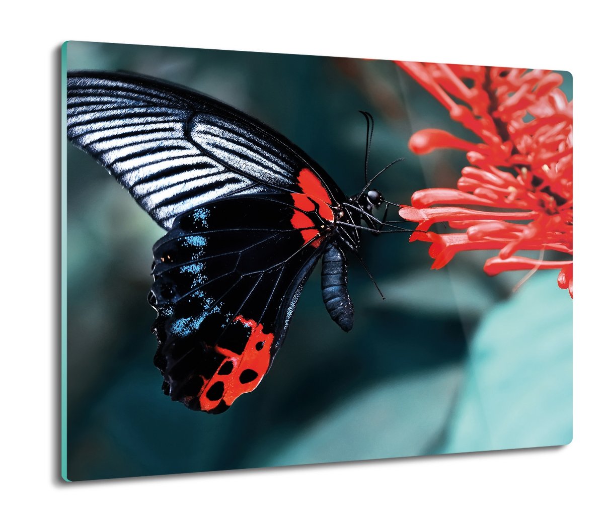 szklana splashback druk Czarny motyl owad 60x52, ArtprintCave