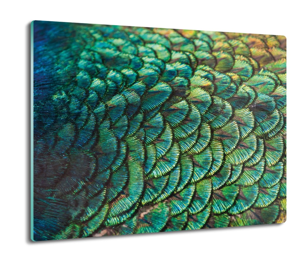 szklana deska splashback druk Paw pióra ogon 60x52, ArtprintCave