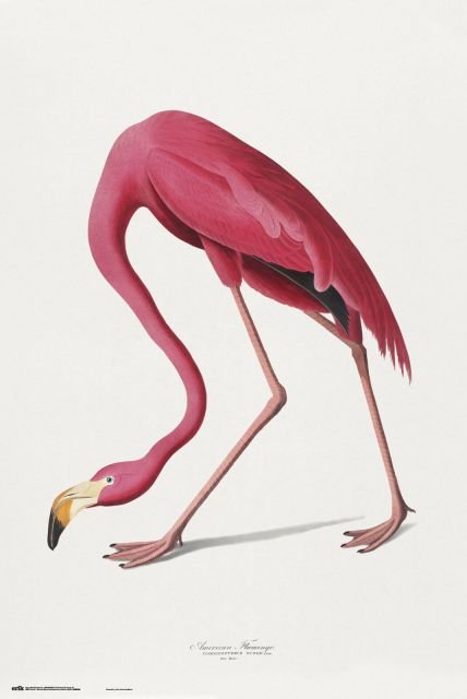 American Flamingo - plakat 61x91,5 cm
