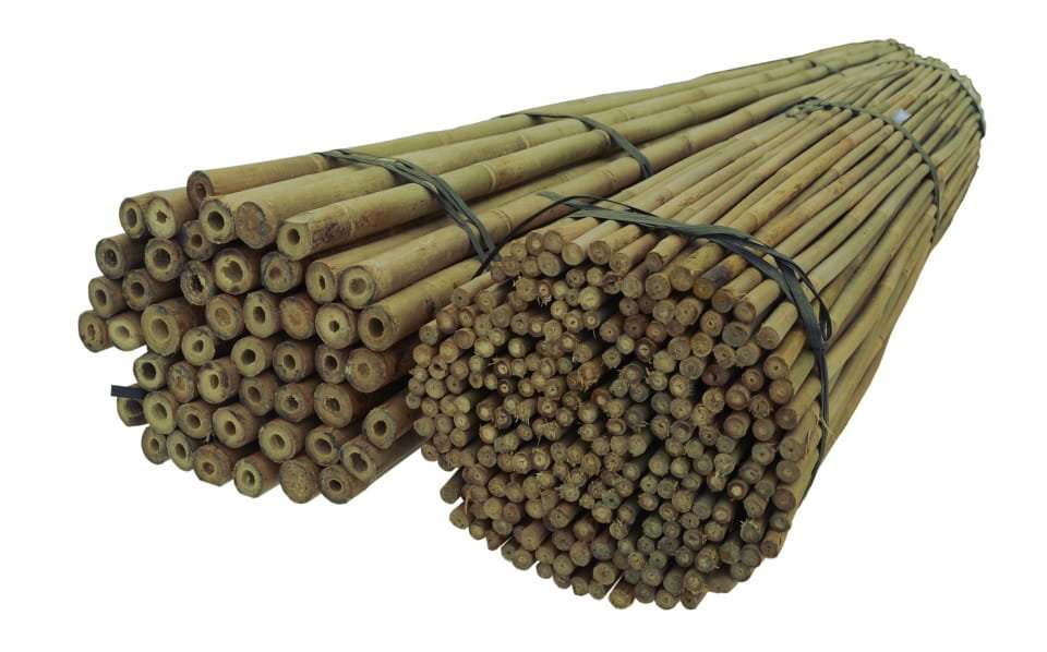 Tyczki bambusowe 150 cm 24/26 mm /10 szt/ SAD