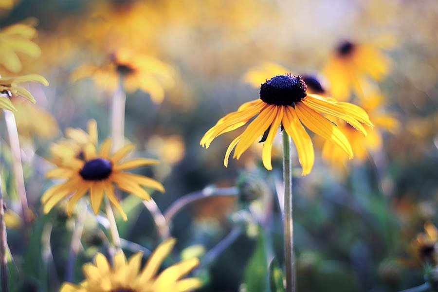 Rudbekia - plakat premium 140x100 cm