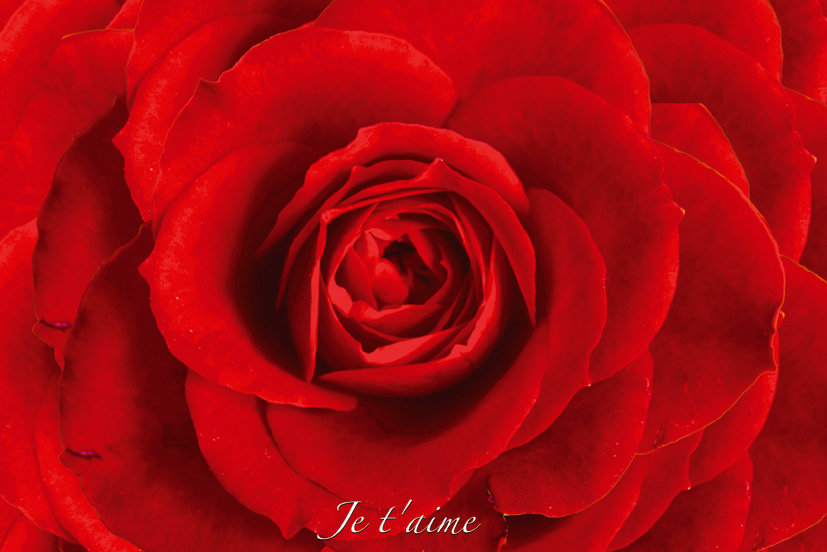 GBeye Czerwona róża - red rose - plakat PH0442