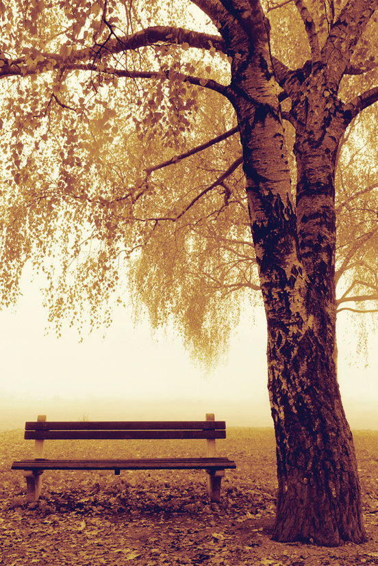 Plakat, Park Bench - Jesień - Ławka w parku, 61x91,5 cm