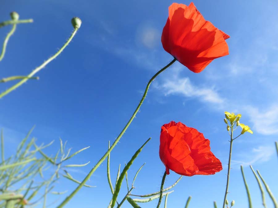 Plakat, Maki, 100x70 cm