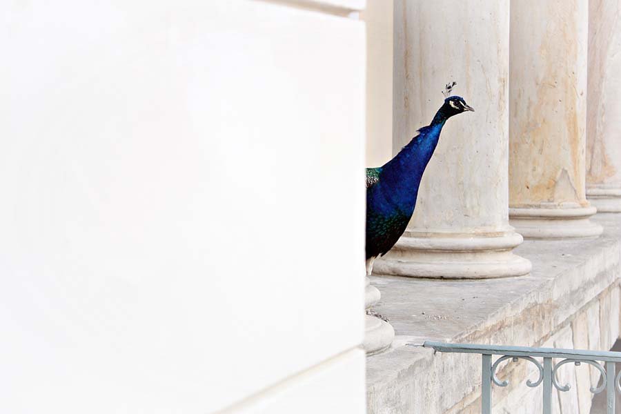 Plakat, Pawie Oko, 70x50 cm