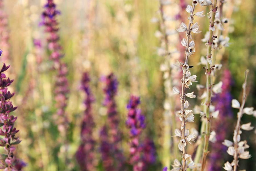 Plakat, Złoty Fioletowy, 40x30 cm