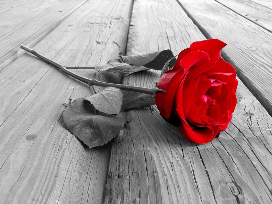 Plakat, Czerwona Róża na deskach pomostu, 100x70 cm