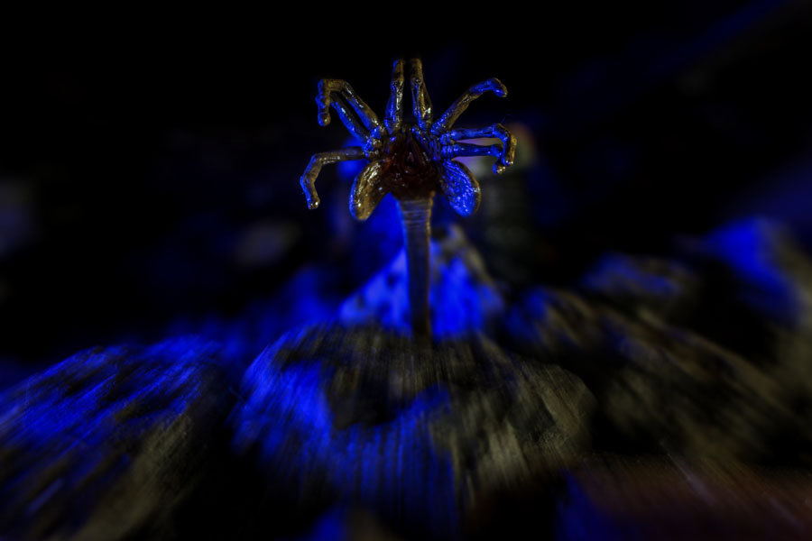 Plakat, Alien - Facehugger - twarzołap, 50x40 cm