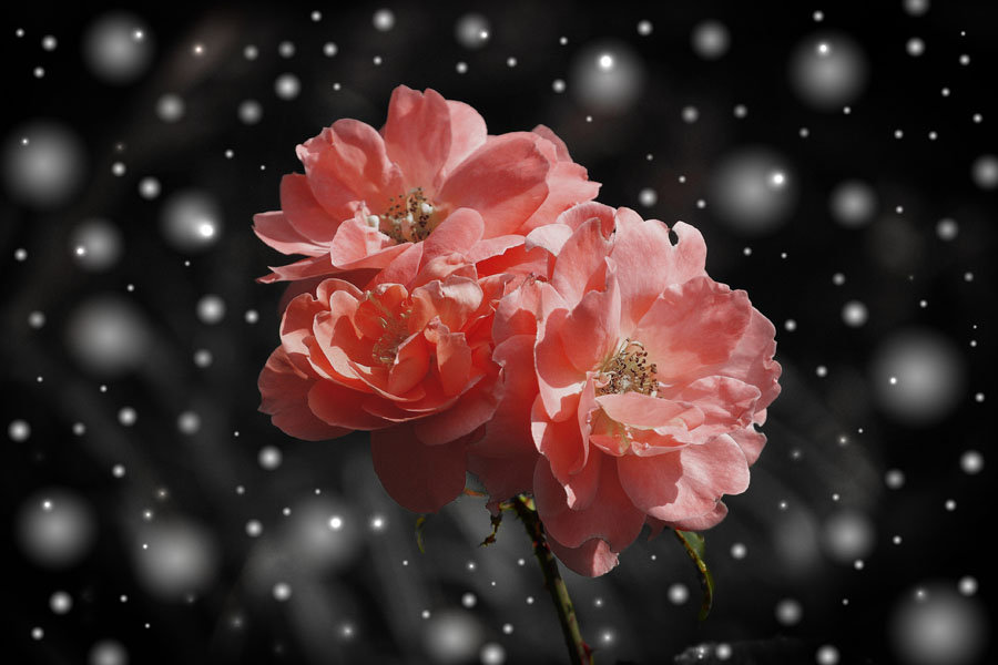 Plakat, Przekwitające róże , 84,1x59,4 cm