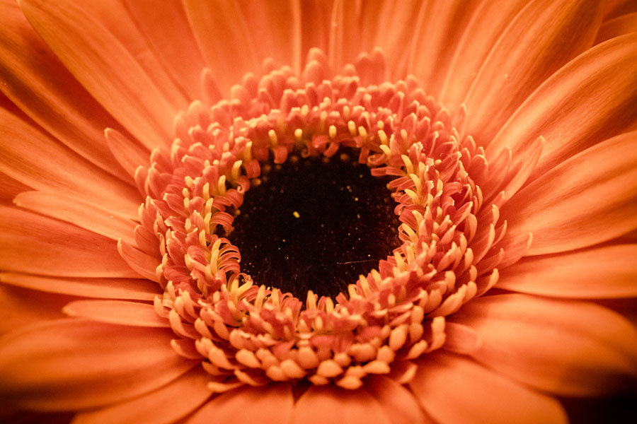 Plakat, Gerbera, 50x40 cm