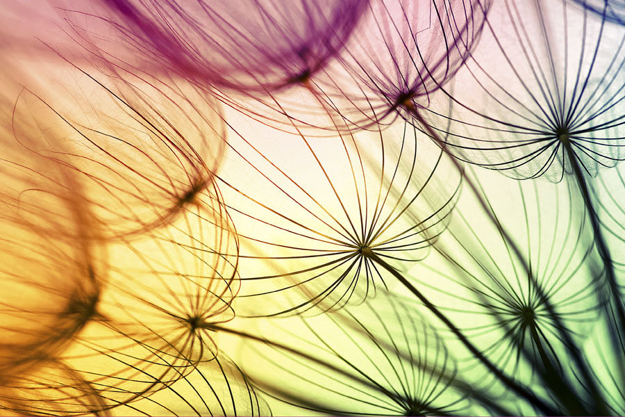 Plakat, Tęczowe dmuchawce, 70x50 cm