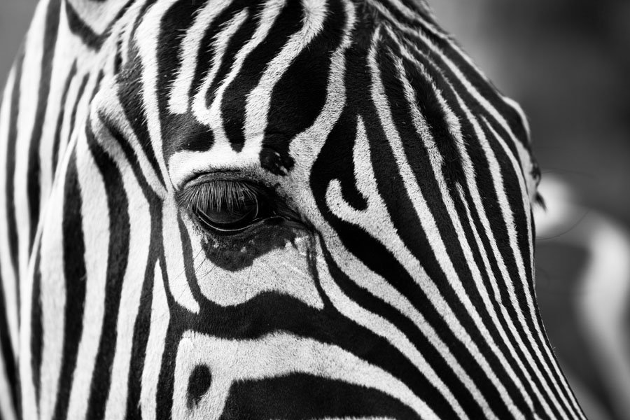 Plakat, Czarno - białe paski - zebra, 100x70 cm