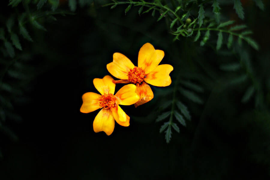 Plakat, Pomarańczowe Astry, 70x50 cm