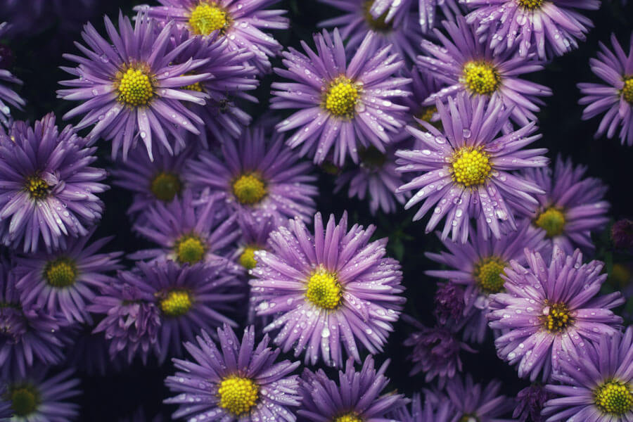 Plakat, Po deszczu, 70x50 cm