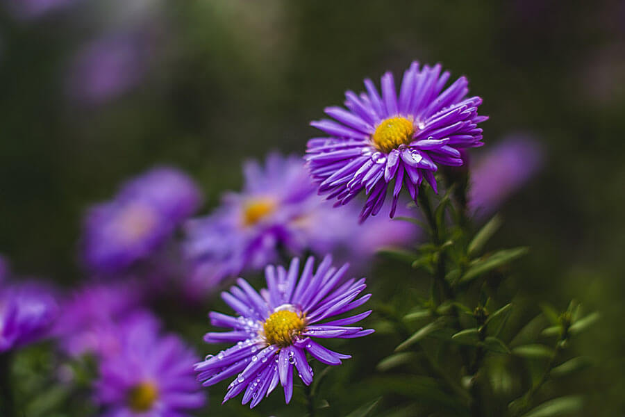 Fioletowe astry - plakat premium 29,7x21 cm