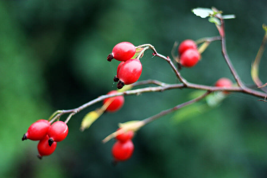Dzikość róży - plakat premium 100x70 cm