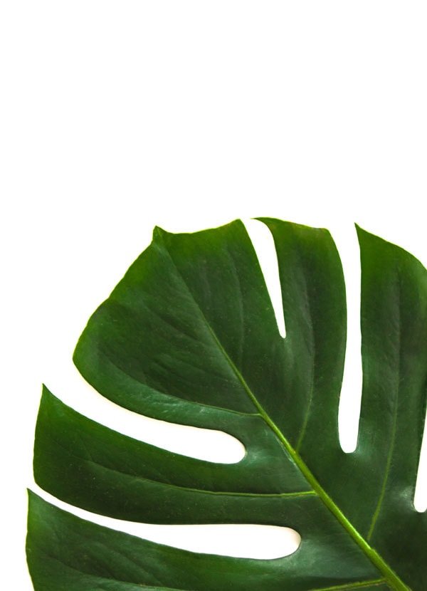 Filodendron - plakat 60x80 cm