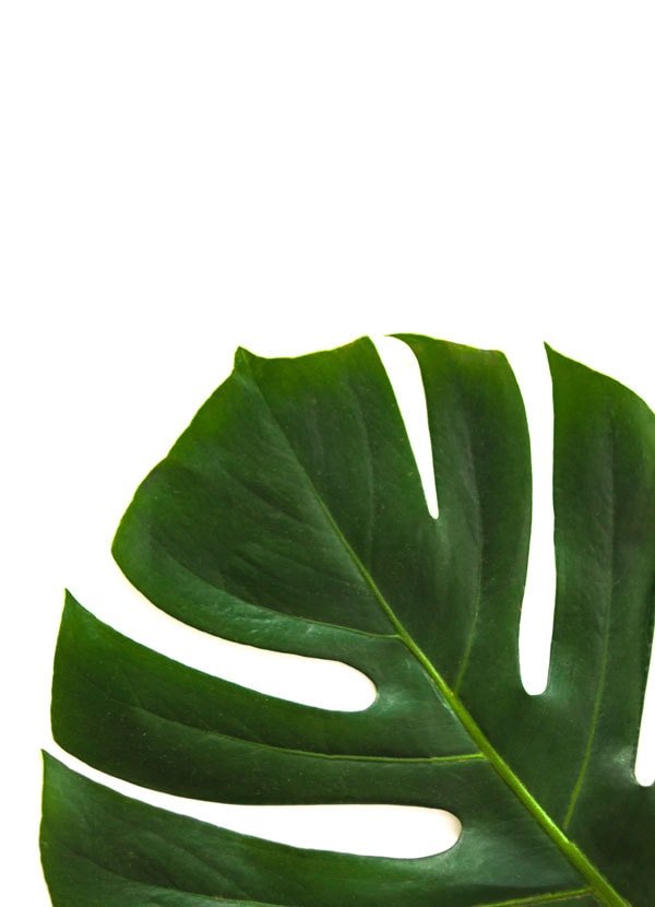 Filodendron - plakat 70x100 cm