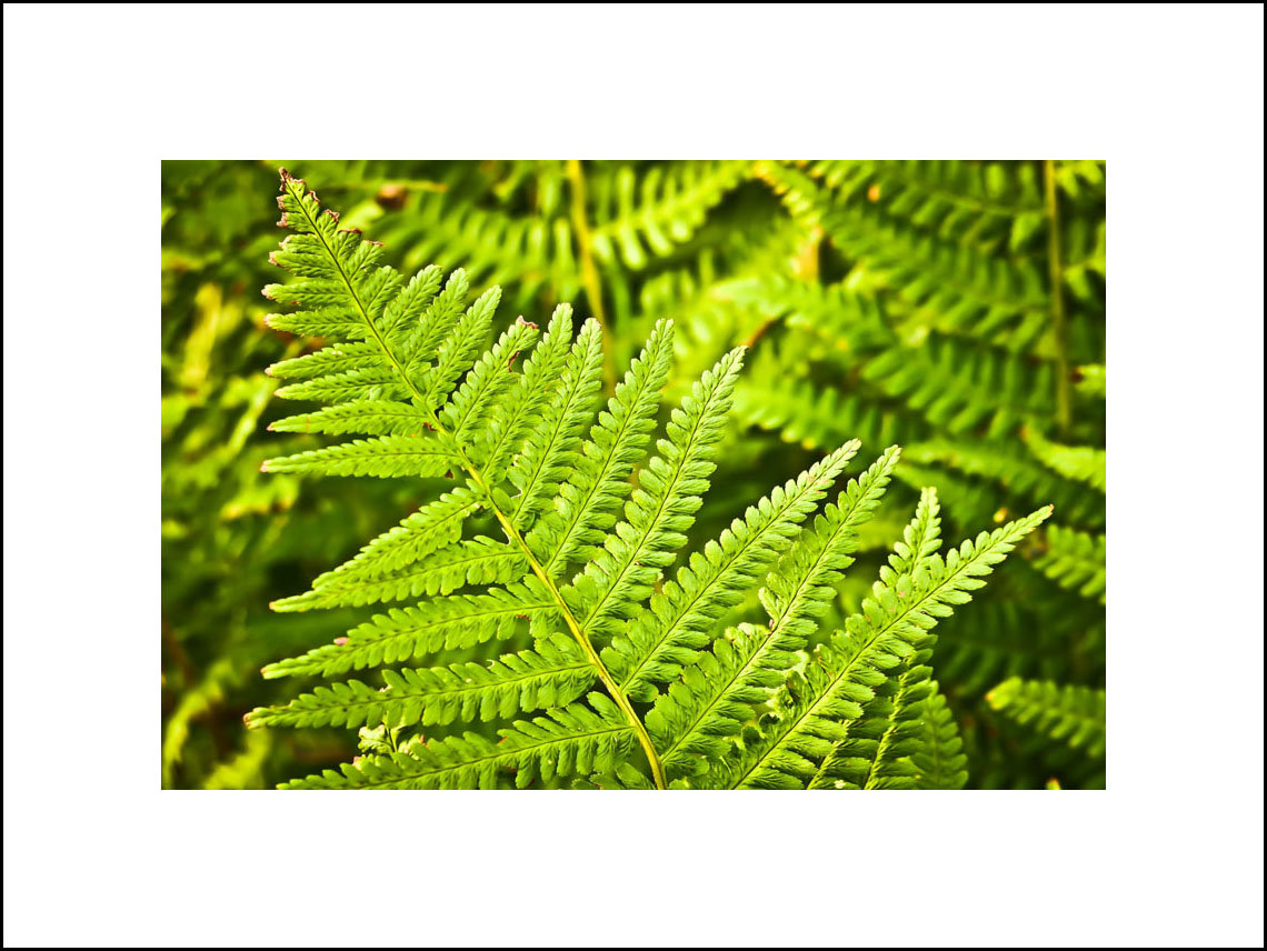 Plakat, Paprotka, 70x50 cm