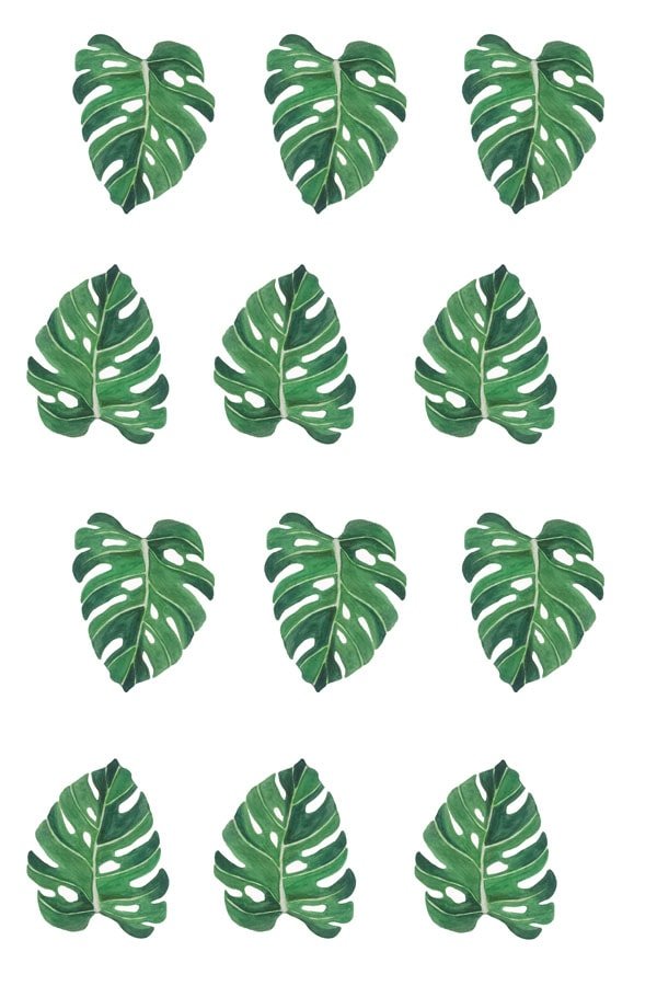 Plakat, Monstera liście, 50x70 cm