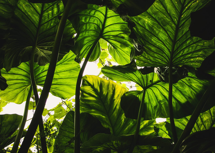 Plakat, W cieniu liści, 59,4x42 cm