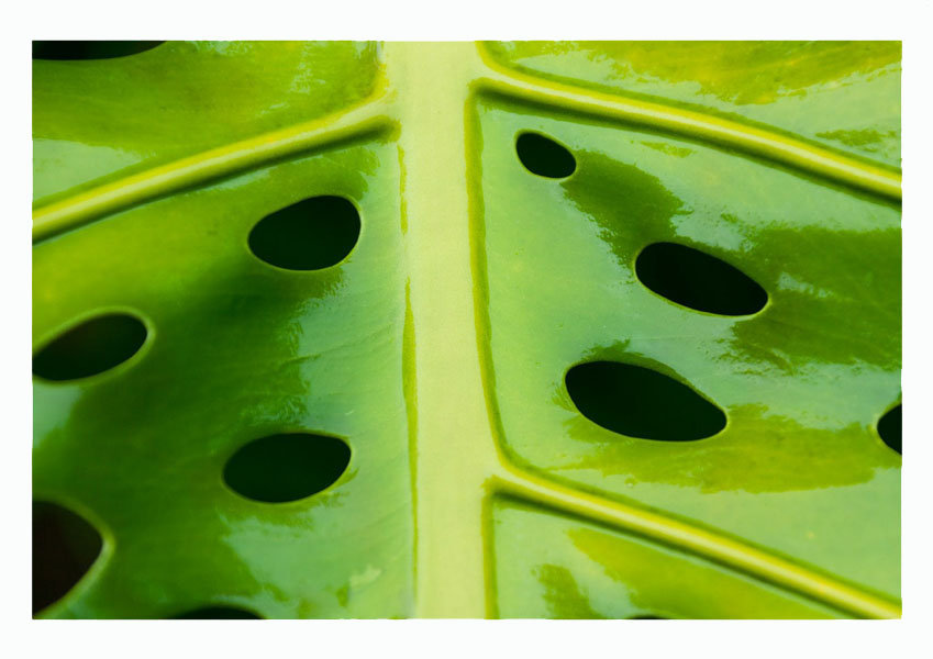 Dziurki w liściu - plakat 50x40 cm