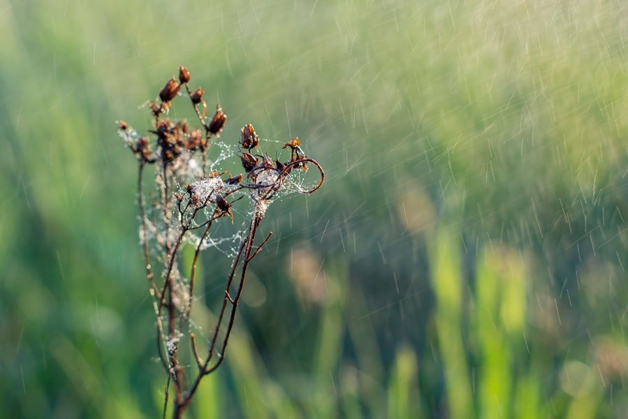 Plakat, Łąka , 40x30 cm