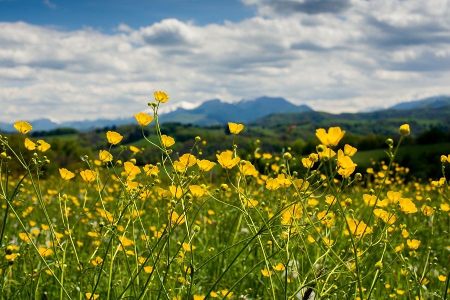 Plakat, Łąka u podnóża Pirenejów, 91,5x61 cm
