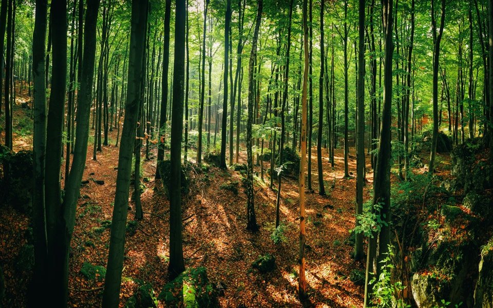 Plakat, Złoty potok, 50x40 cm