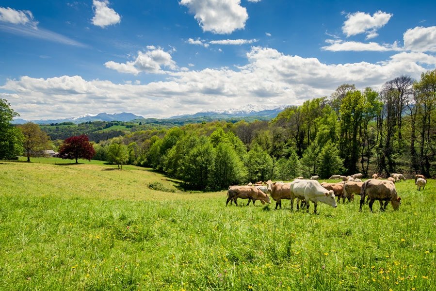 Plakat, Bydło Pireneje, Francja, 70x50 cm