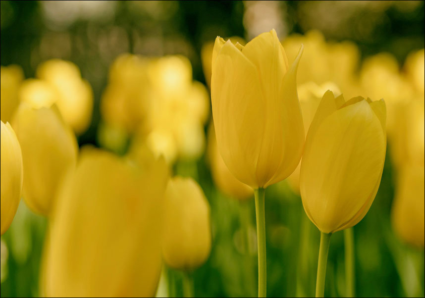Plakat, Żółte tulipany, 42x29,7 cm