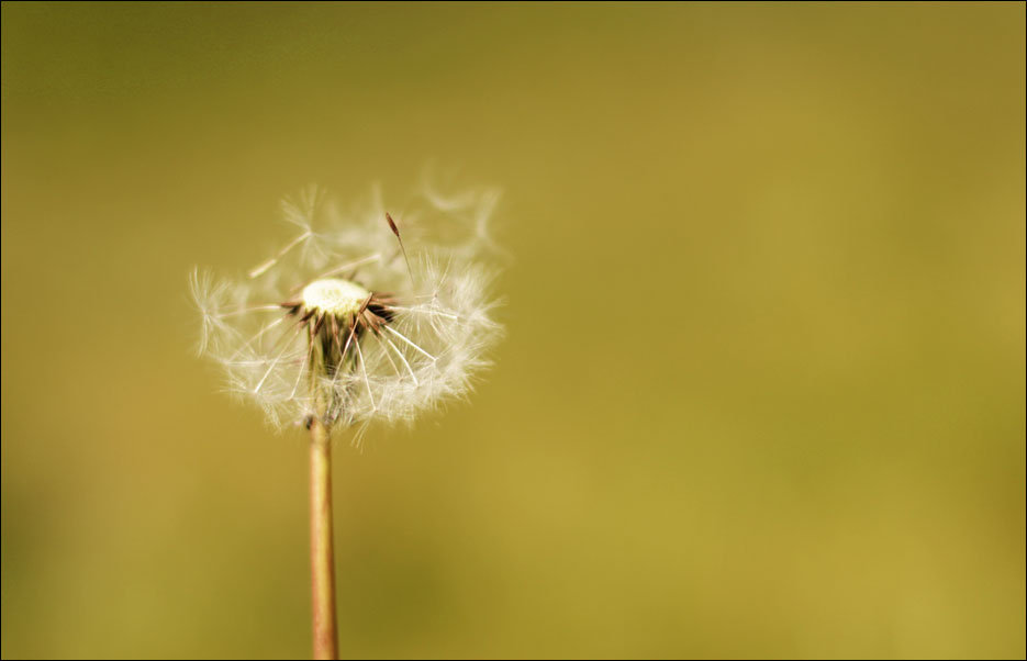 Plakat, Dmuchawiec, 40x30 cm